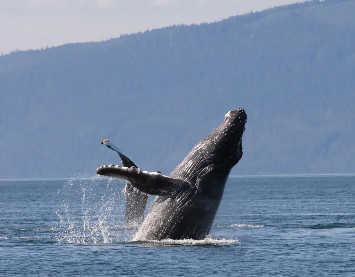 Humpback whale surfacing near a small jet boat in Auke Bay during a Mendenhall Glacier waterfall and whale watching tour
