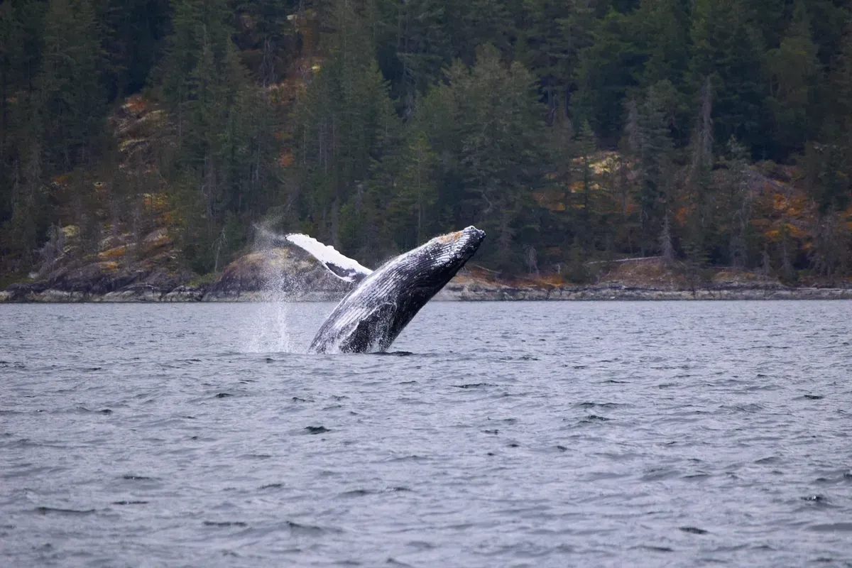 Humpback whale surfacing near the heated-cabin vessel on the most reviewed Juneau glacier and whale watching tour, Auke Bay, Alaska